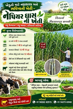 નેપિયાર ઘાસ