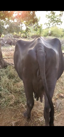 ભેંસ વેચવાની છે