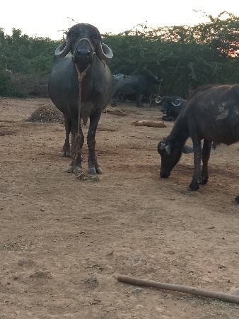 આ ખંડલીવેસવાનીસે