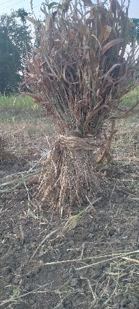 જવર સૂકેલી