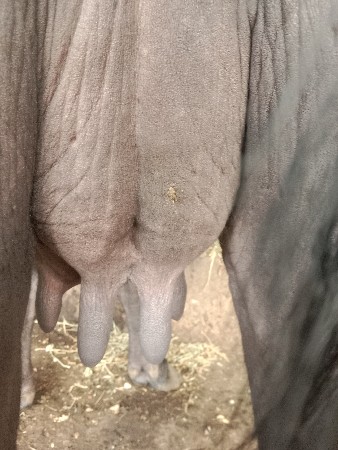 ભેંસ વેચાવ છે