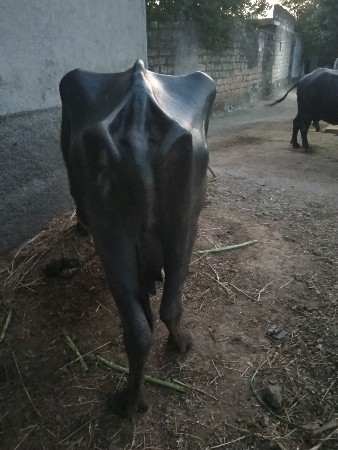 ભેસ