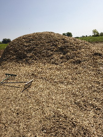 માંડવીનો પાલો