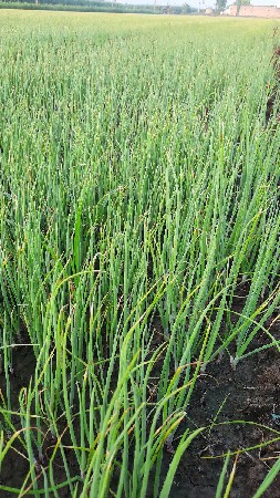 🧅 ડુંગળીના રોપ – પંચગંગા સુપર વેરાયટી 🌱