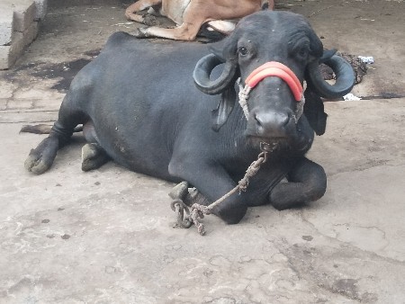 ભેંસ વેચવાની છે