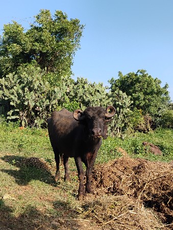 ખડેલી વેચવાની છે