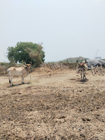બળદ દેવાના છે