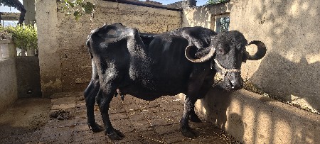 ભેંસ વેચવાની છે