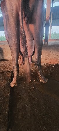 ભેંસ