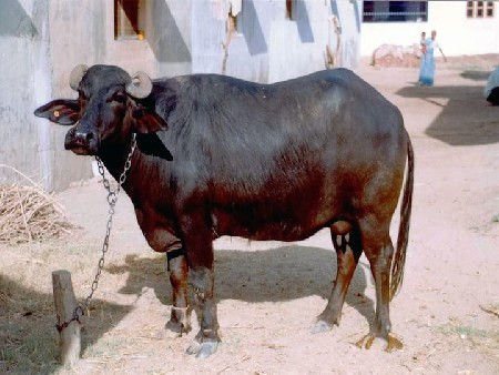 ભેંસ વેચવાની છે