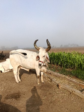 બળદ વેશવાનો છે