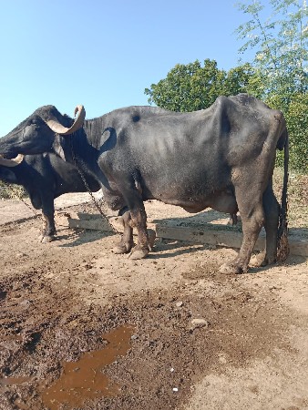 વેતર ઉપર