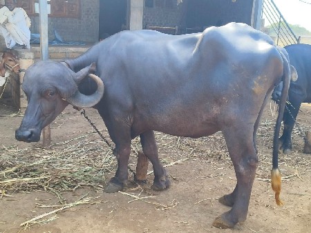માલધારી ને આપવામાં નો છે