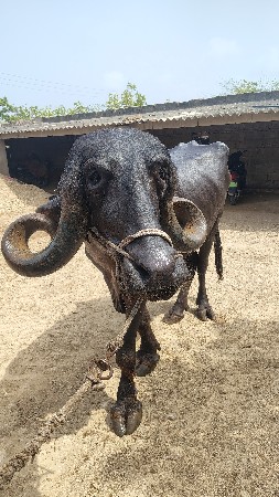 ભેંસ વેચવાની છે
