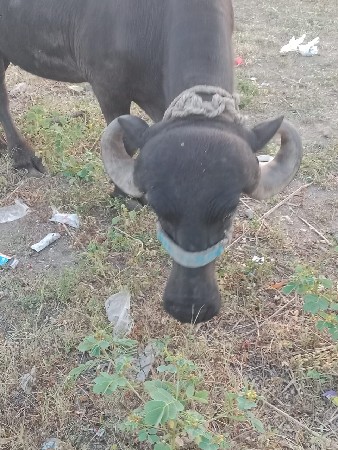 ભેંસ વેચવાની છે