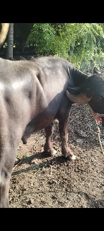 pado vech vanu chhe