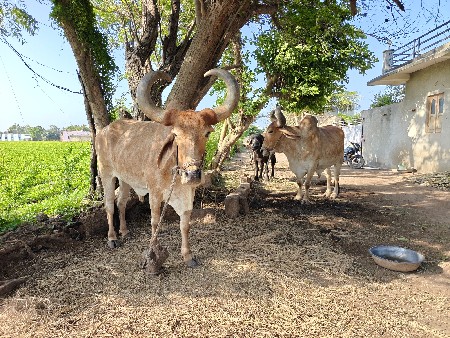 બળદ વેચવાના છે