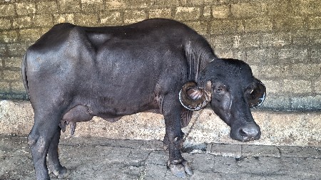 ભેંસ ઓરિજિનલ જફરી વેચવાની સે