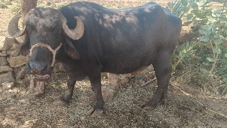 વેચવાની છે 1 વેતર