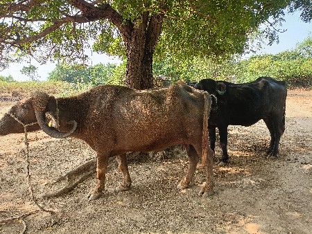વેચવાની છે