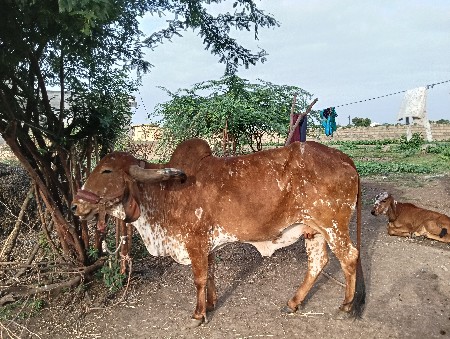 4 વેતર