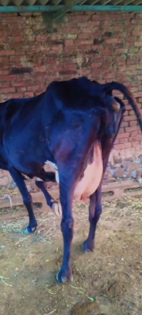 ગાભણી બીજું વેતર