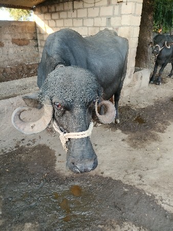 Bhasvachavani.3.vatar