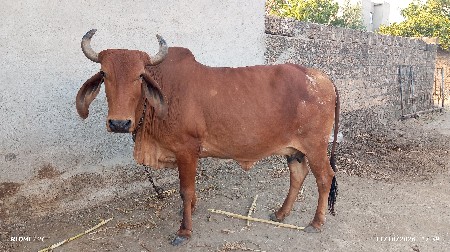 ગાય વેચવાની છે