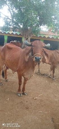 વેચવાની છે ગાય