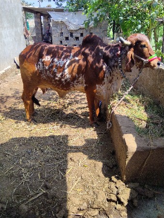 ગાય વેશવા ની છે