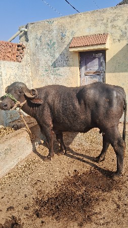 ભેશ વેચવાની છે