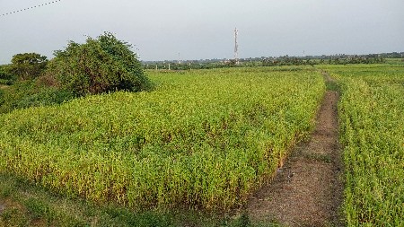 🌾 વેચવાની છે — 3 વીઘા ઊભી જવારી