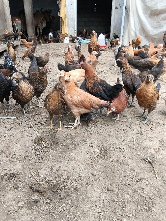 દેશી સોનાલી