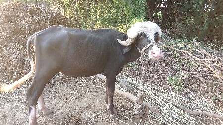 આ ભેંસ વેચવાની છે