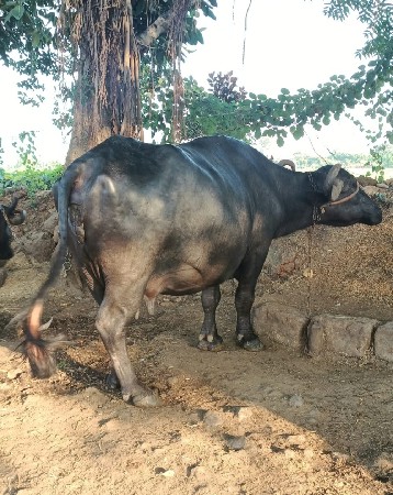 ભેંસ વેચવા ની છે