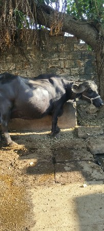 ભેંસ વેચવાની છે