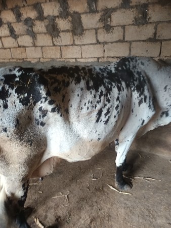 ગાય વહેસવાની છે