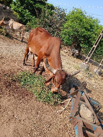 વેચવાની છે