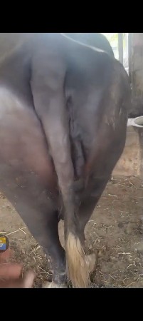 ભેંસ બેસવાની સે