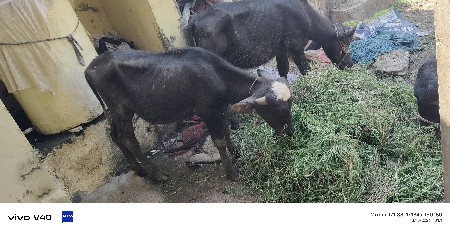 એક પાડો બે પાડી