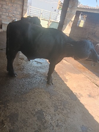 પાડો વેસવો