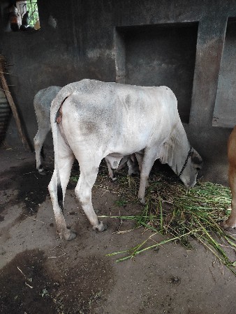 2  વર્ષ 2 મહિના ની  છે.