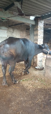ભેંસ વેચવાની છે