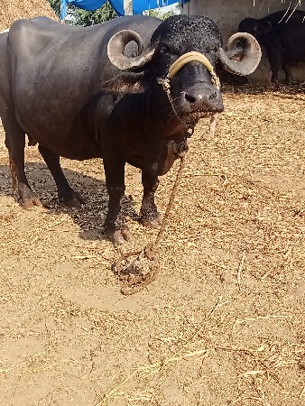 વેતર માં 2