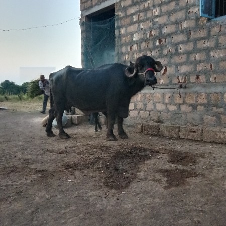 આ ભેંસ વેચવાની છે