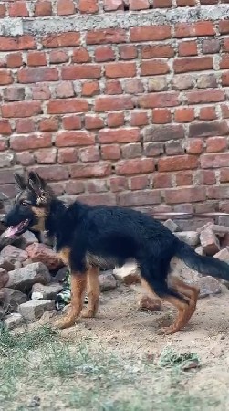 gsd female 3.5manth