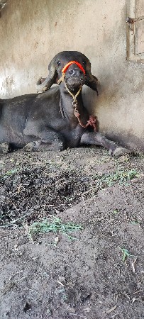 ખળેલી વેચવાની છે
