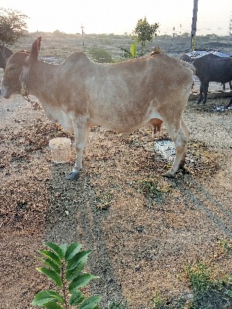 ગાય વેચવાની છે