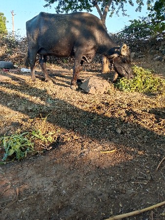 ભેંસ વેચવાની છે ઘરની ભેંસ છે દોવામ