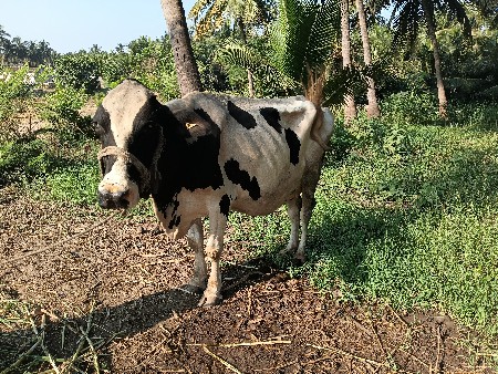 ગાય વેચવાની છે